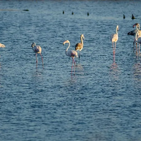 Appartamento Pajaro Figueira da Foz