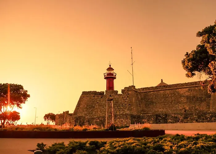 Pajaro Figueira da Foz