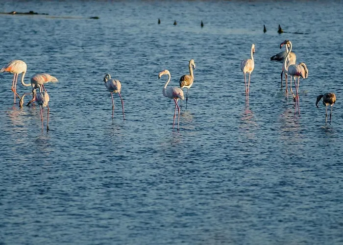 Appartement Pajaro Figueira da Foz